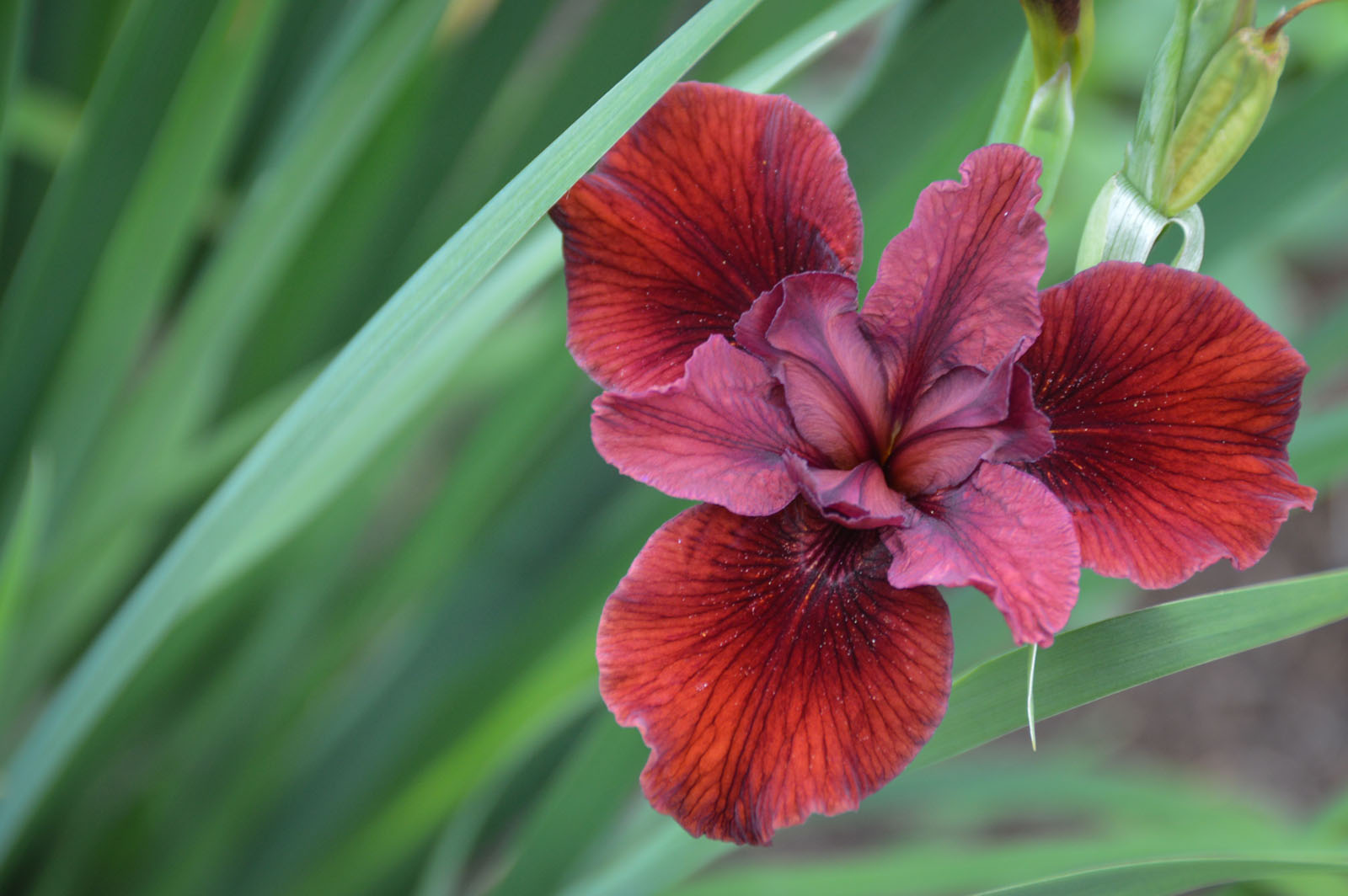 American Iris Society