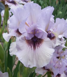 Perry Dyer Iris