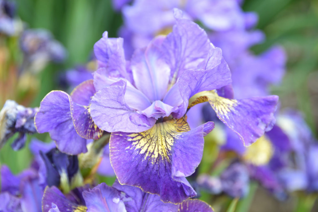 Links – American Iris Society