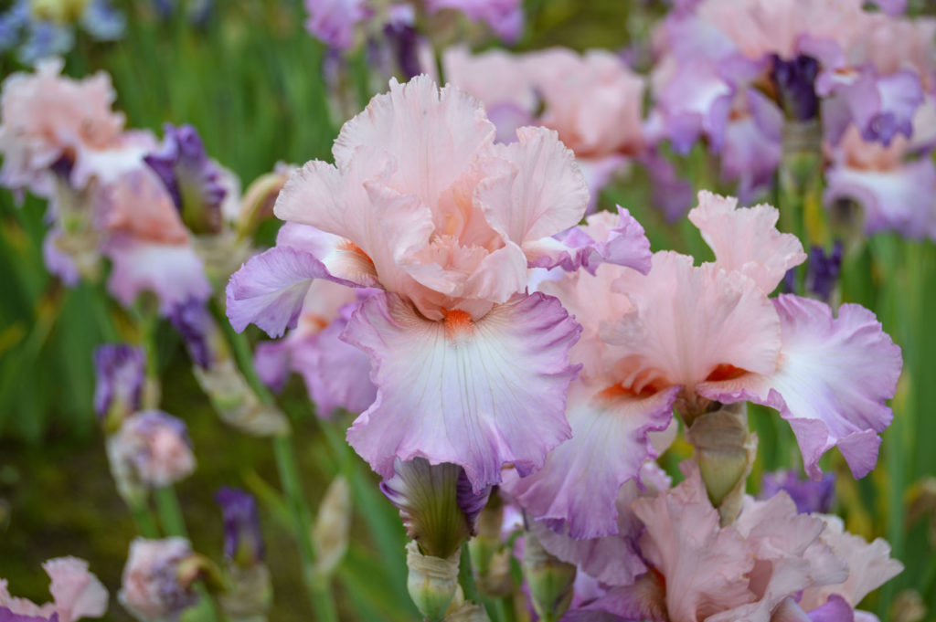 Spuria Iris Society (SIS) – American Iris Society