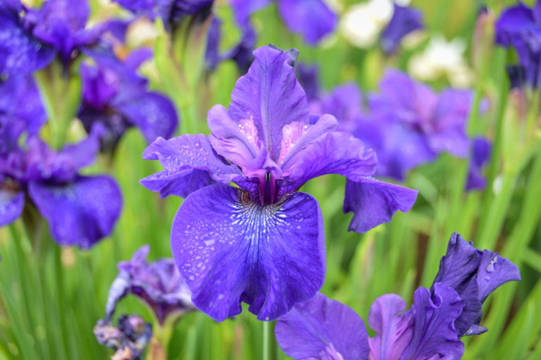 Awards & Symposiums – American Iris Society