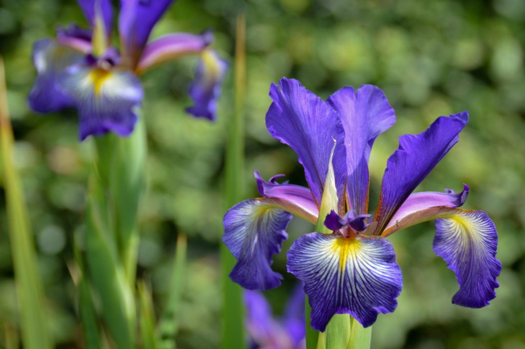 AIS Membership — copy – American Iris Society